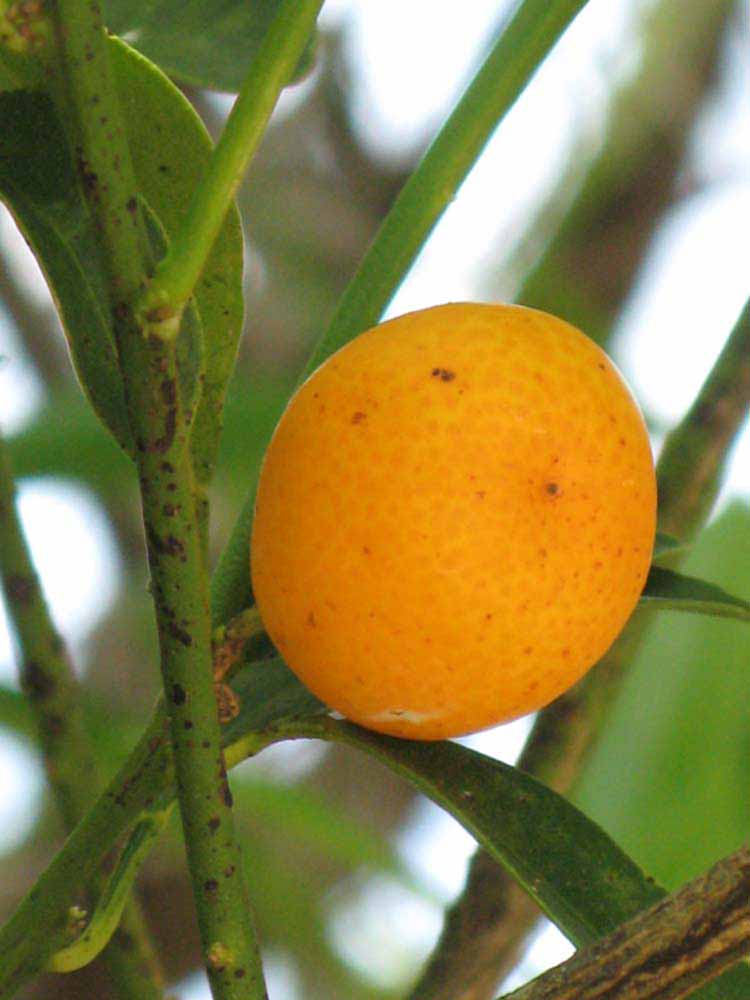            Fruit (Winter Haven, FL)   